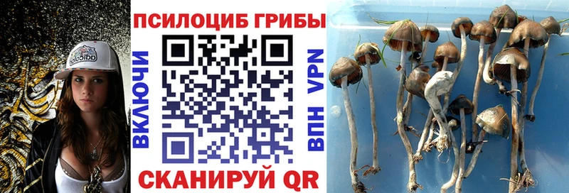 Галлюциногенные грибы Magic Shrooms  mega ссылки  Тихорецк  купить наркотики сайты 